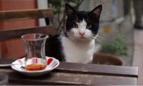娱乐吃瓜酱猫抱枕